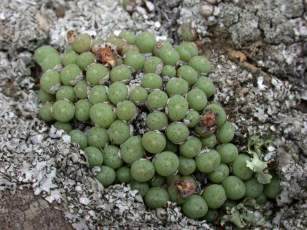 Growing on rock