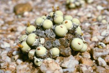 Growing in habitat -Knersvlakte 