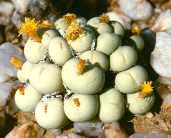 In flower in habitat