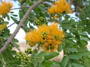 Tree in flower