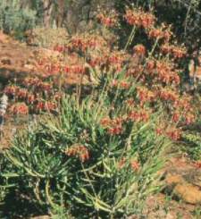 Cotyledon barbeyi