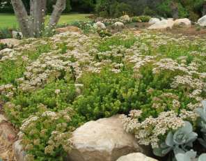 Growing in Kirstenbosch NBG