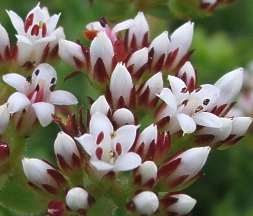 Flowers close up