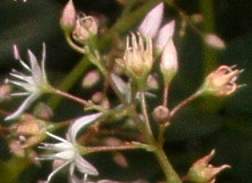 Flowerhead showing buds, open flowers and seed forming.