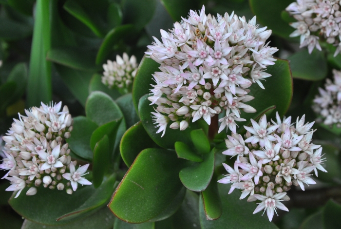 Crassula ovata, flowering in Kirstenbosch NBG.