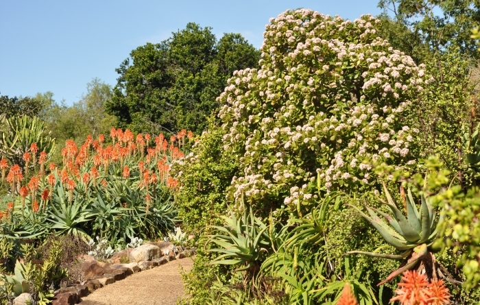 Crassula ovata, flowering with aloes, in winter, in Kirstenbosch NBG.