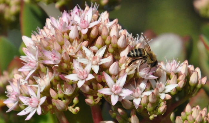 Crassula ovata, flowers are visited by bees.