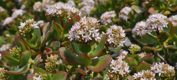 Crassula ovata, in flower, Kirstenbosch NBG.