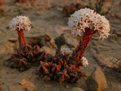 Crassula alpestris