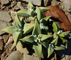 Crassula deltoidea Little Karoo form