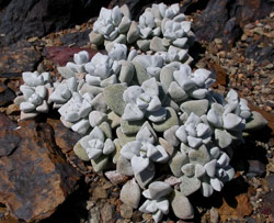 Crassula deltoidea Richtersveld form