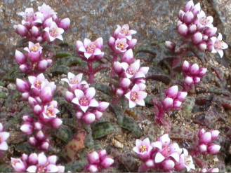 Crassula exilis