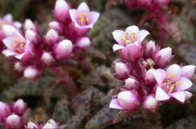 Crassula exilis inflorescence