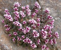 Crassula exilis