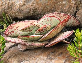 Crassula perfoliata var. minor in habitat on the Hanekam Mountain, E. Cape. Note the mottled leaves