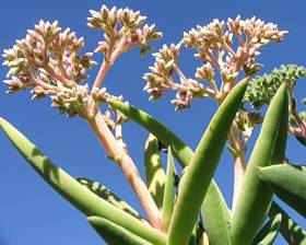 Crassula perfoliata var. heterotricha in flower at Kirstenbosch