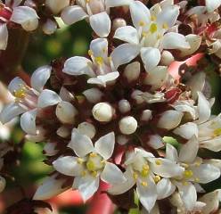 Crassula rubricaulis flowers