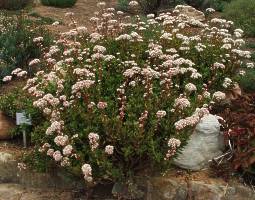 Crassula rubricaulis shrublet