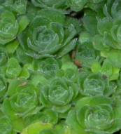 Crassula setulosa foliage 