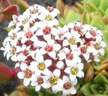 Crassula setulosa inflorescence