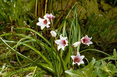 Growing in habitat