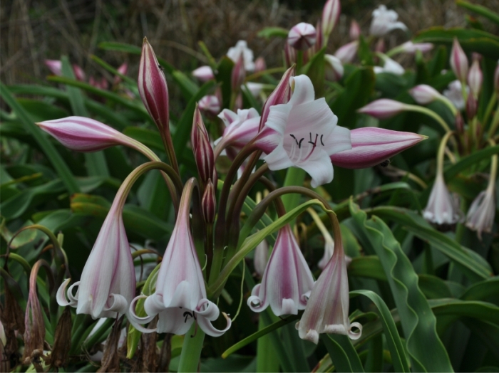 Crinum macowanii