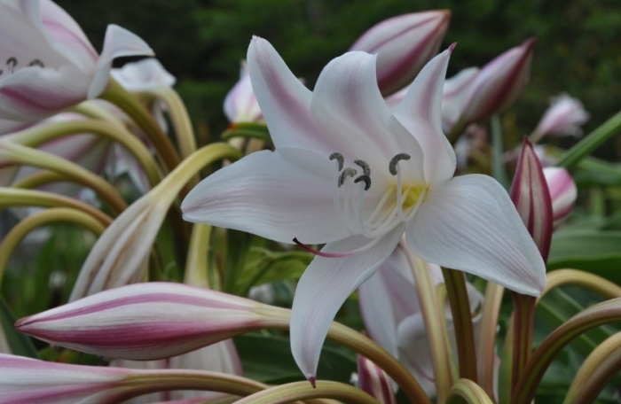 Crinum Macowanii Plantzafrica