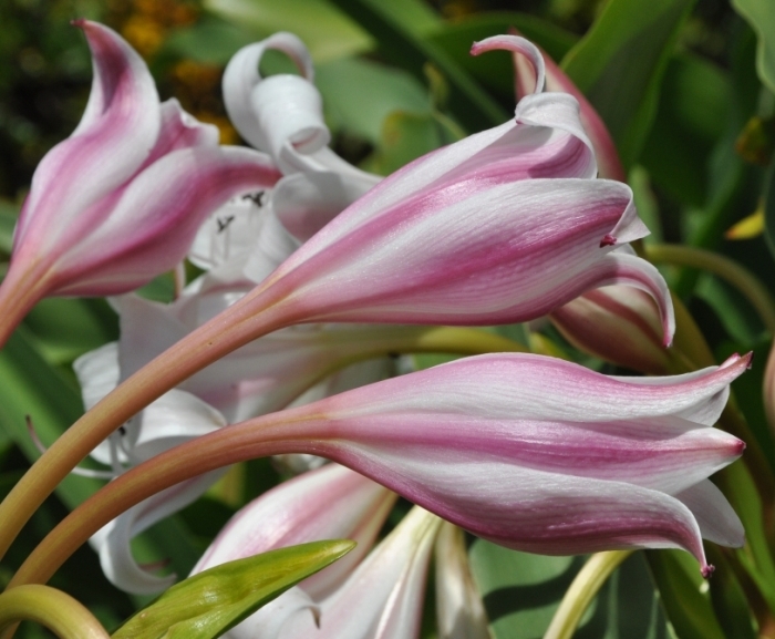 Crinum macowanii, pink stripes.