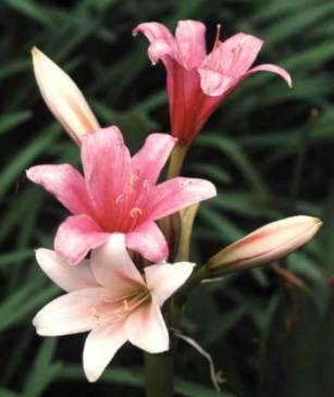 Crinum paludosum