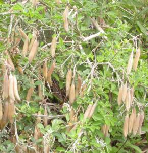 Dry seedpods