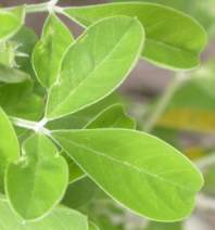 Trifoliate leaves