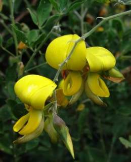 Flowers. Photo copyright Geoff Nichols