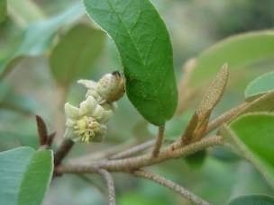 Croton gratissimus ( Image copyright Geoff Nichols)