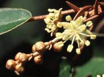 Flower spikes