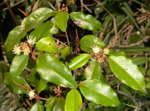 Flowers and leaves