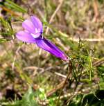 Lobelia coronopifolia Lobelia coronopifolia