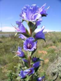 L.argenteus flowering near Villiersdorp