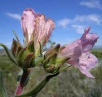 L. curvifolius near Villiersdorp