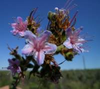 Flowering near Riversdale