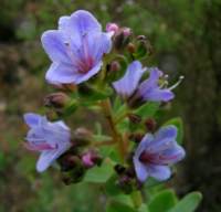 L. glaucophyllus on Table Mountain.