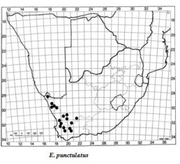 E. punctulatus