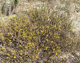 Marasmodes oligocephala