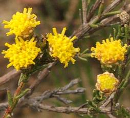 Marasmodes undulata