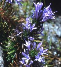 M.azurea