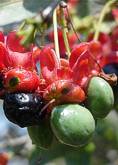 Fruits of Ochna arborea