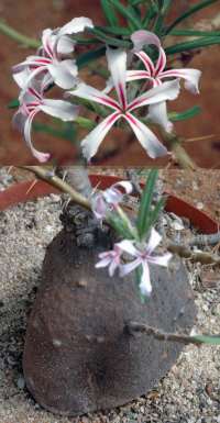 P. succulentum