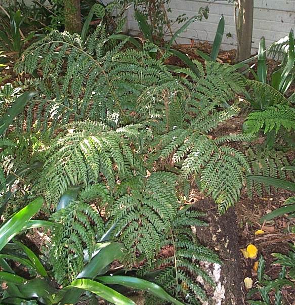 Polystichum incongruum