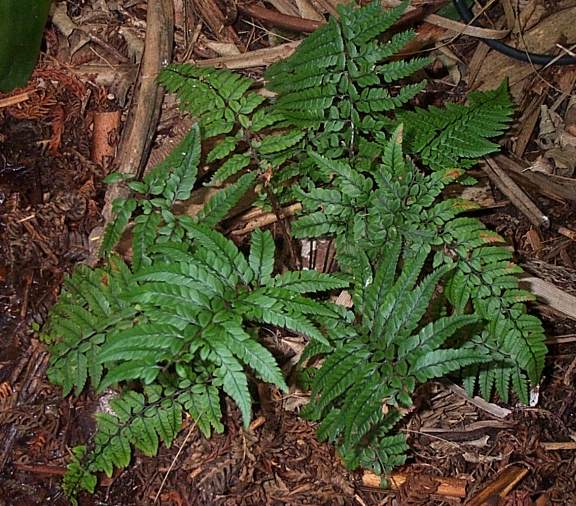 Polystichum luctuosum