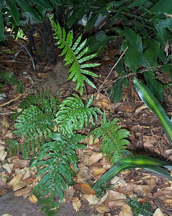 Polystichum macleae