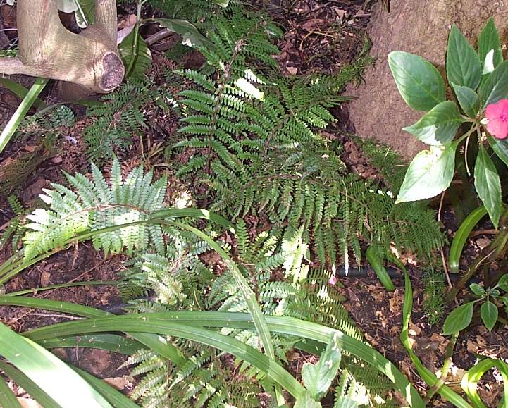 Polystichum monticola